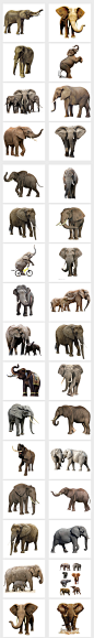 大象合集 站立大象 象鼻 象牙 动物园素材 可爱大象 行走大象 非洲大象 大象图 大象素材 卡通大象图片 动物大象 可爱卡通大象 马戏团大象表演 手绘大象 动物 卡通动物 大象 泰国 泰国旅游 卡通大象 泰国元素 度假 动物园 卡通动物园 卡通元素 PNG卡通 泰国卡通