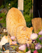 Photo shared by ぺにゃんこ 11/26〜12/25写真展@表参道カフカの猫 on November 09, 2022 tagging @simabossneko. May be an image of cat, flower and outdoors.