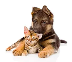 点击来源直接获取大图文件 |可爱的小狗拥抱小猫。在白色背景上孤立