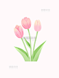 郁金香鲜花手绘插画风元素