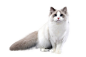 dc1cf666c523b12ec585f2fe7cf756feef804af6315aa-v2sMOf_fw1200