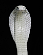 Albino Cobra: 好漂亮的眼镜蛇
吓死你们算了 哈哈