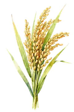 稻穗  插画风 (7)