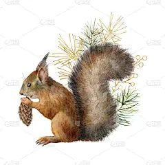 水彩画圣诞作品与松鼠和金枝。 手绘冬季卡片，用松针和圆锥隔开，白色背景。 设计、印刷、面料、背景设计