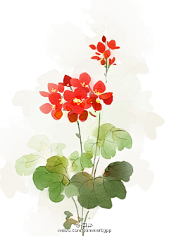 y1直很安静采集到花