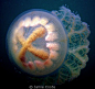 jellyfish  Tumby Bay, SA  ;)