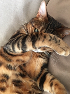 letsnerous采集到猫 GATTI✿✫✱