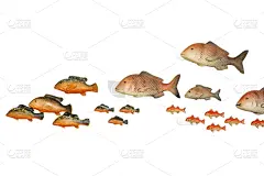 白色,热带鱼,分离着色,背景分离,多样,壁纸,色彩鲜艳,动物,装饰物,海鱼