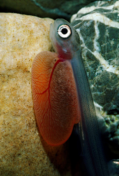 鱼,珊瑚,海洋生物-花瓣网|陪你做生活的设计师 | 海洋之舟可爱的企鹅