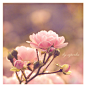 Pink Rose by ~ziperka on deviantART