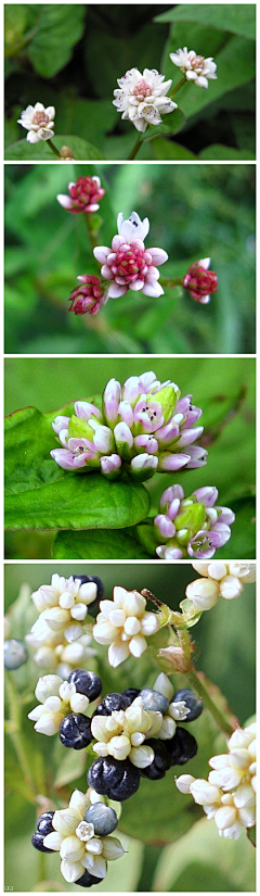 会唱茉莉花的新歌采集到花花草草