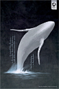 Anti Whaling南大洋鲸鱼保护区平面广告封面大图
