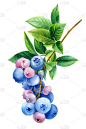  浆果枝，蓝莓水彩画，植物画图