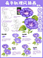 牵牛花的扁平和水彩画法，只差这一步