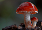Amazing Fungi: Photography by Steve Axford | Inspiration Grid | Design Inspiration”>
  <meta property= : Inspiration Grid is a daily-updated gallery celebrating creative talent from around the world. Get your daily fix of design, art, illustration, 