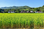 麦田远景 (6)