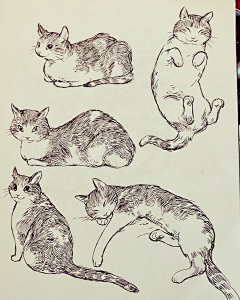 コーラ～采集到cat