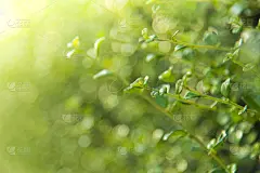 背景,夏天,自然,叶子,绿色,园林,特写,雨滴,壁纸