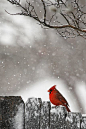 Love Cardinals.