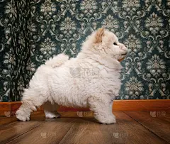 复古房间里的年轻奶油松狮鱼