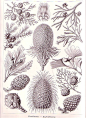 Tree Conifera （松柏门，松柏纲，松柏科植物及其果实，地球上最早的种子植物） 作者：Haeckel 时间：1899-1904 版本：《自然的艺术形式》