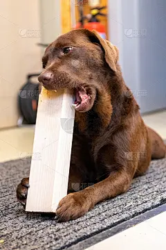 二狗嚼