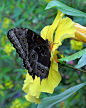 Black Butterfly on Yellow Flowers    黄色花朵上的黑蝴蝶