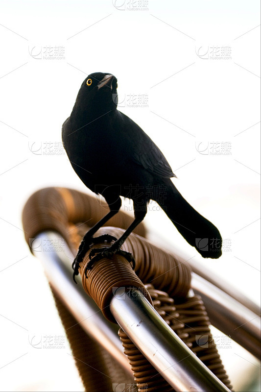 正面视角,Cape Rook,垂直画幅,褐色,洞,座位,沙子,鸟类,动物身体部位,阴影