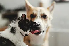 点击来源直接获取大图文件 |golden dog licking cute kitty at  bed with pillows in stylish room. adorable black and white kitten and puppy with funny emotions having fun on blanket. cozy home, adoption concept
