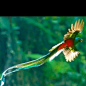 Quetzal, the national bird of Guatamala