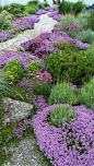 Edible Landscaping: Herb Garden | jardin d'herbes aromatiques: