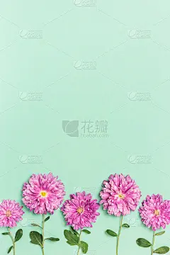 创意的布局与紫罗兰花在柔和的绿色背景