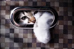 点击来源直接获取大图文件 |A cat plays hide and seek; Cute cat in  box