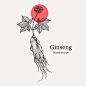 Hand drawn ginseng vector vintage botanical illustration of ginseng ginseng logo template