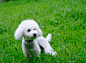 #贵宾犬##萌##贵宾#http://www.cwbst.com/guibin/weiyang/贵宾犬怎么养?贵宾犬好养吗?宠物百事通为您提供详尽的贵宾犬喂养方法,手把手教你如何养好一只贵宾犬。
