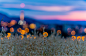 【美图分享】Aziz Nasuti的作品《Bokeh of Sony 70-400 mm》 #500px#