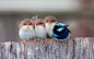 Animal - Superb fairywren  Bird Wallpaper