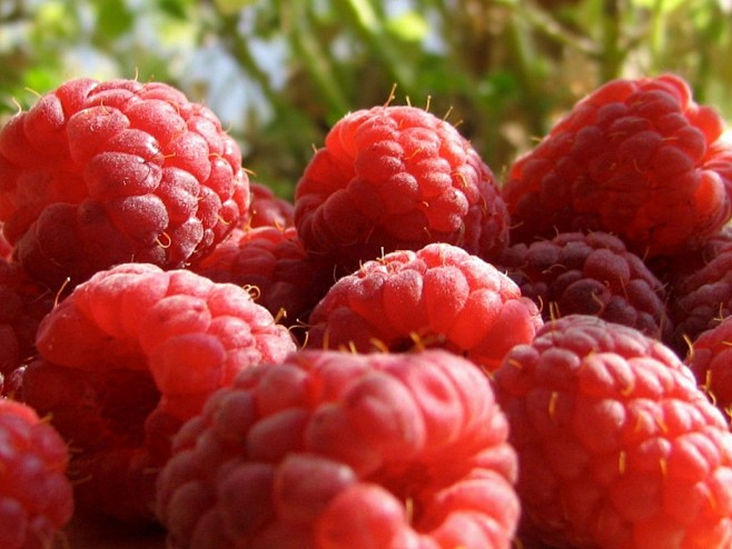 野生红草莓水果封面大图