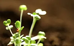 绿色护眼高清电脑壁纸桌面壁纸1