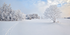 多鱼西采集到背景-----雪