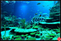 【加油站】我的旅游休闲计划之十一：珠海长隆之海洋奇观