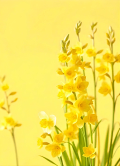 irisblue采集到FLOWER LANDSCAPE