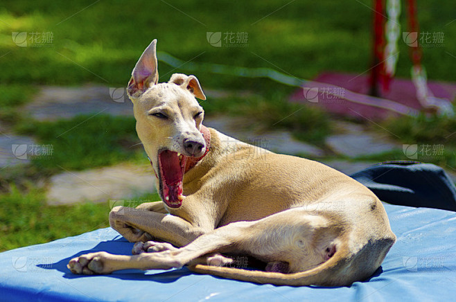 意大利灵缇犬