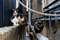 池口正和摄影作品：东京流浪猫

  
  
  
池口正和（Masakazu Ikeguchi），日本摄影师，出生于1976年，2005年开始拍摄日本街头的流浪猫生活，现已出版两本相关摄影集并举办个展。

(14张)