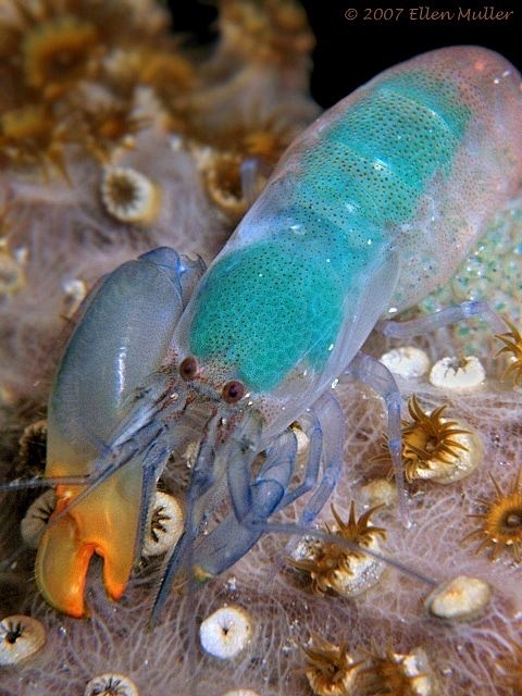 ❥ The pistol shrimp ...