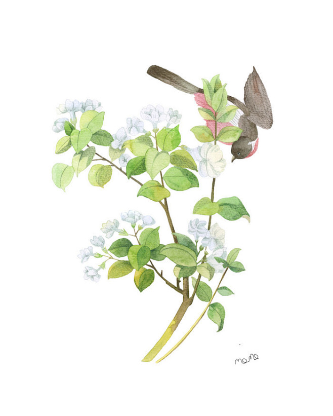 茉莉花儿momo绿原创插画水彩植物涂鸦王国插画