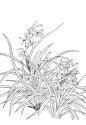 白描素材――兰竹