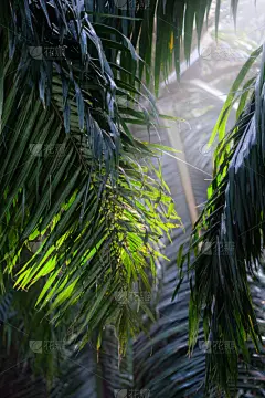轻的,非凡的,棕榈叶,漏泄,斯里兰卡,贺卡,传单,热带气候,干酪藤,促销