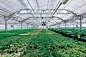 Whole Foods Rooftop Farm Gotham Greens