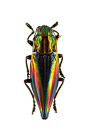 Pictorial beetle collection of the Royal Belgian Institute of Natural Sciences